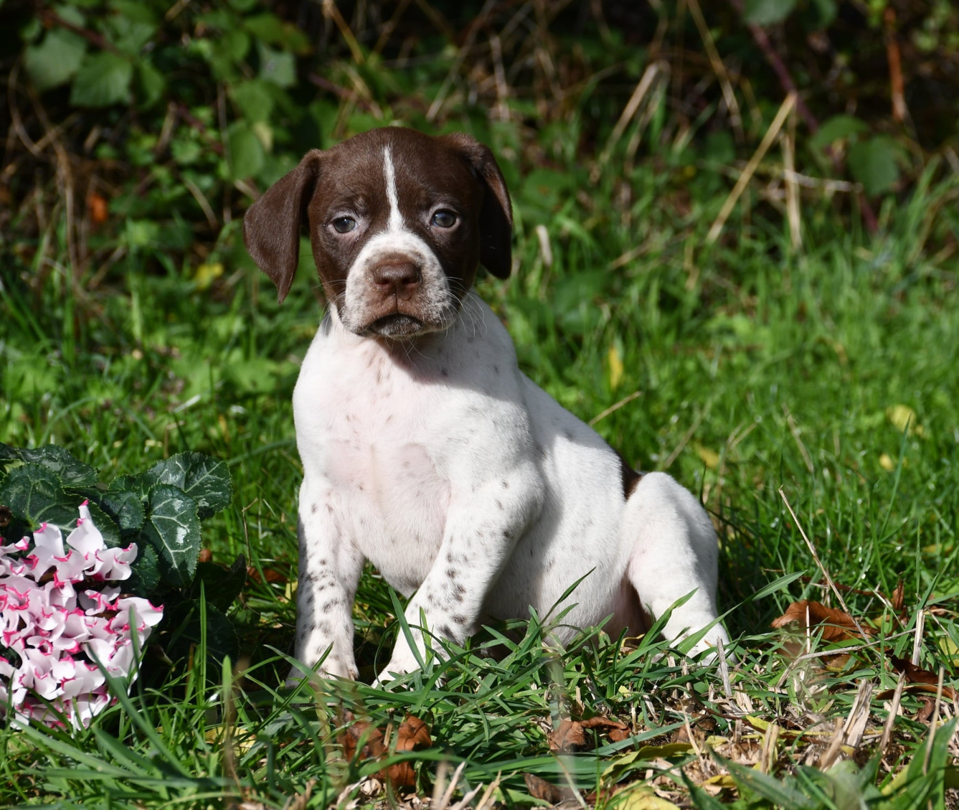 du pont du riot d'Esnes - Chiots disponibles - Braque français, type Pyrenees (petite taille)