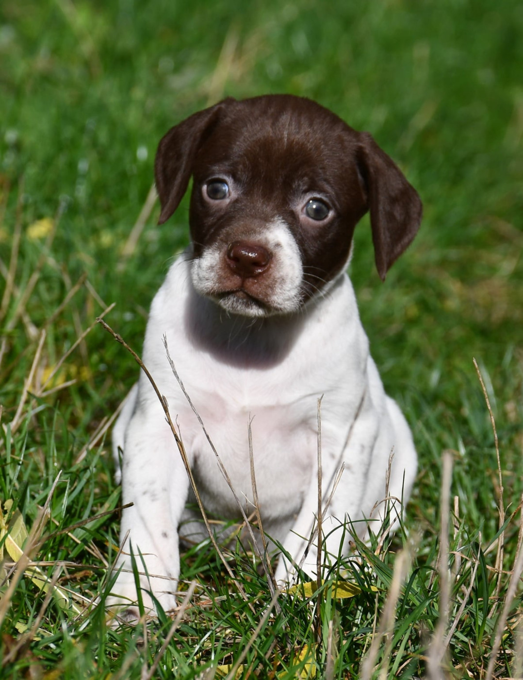 du pont du riot d'Esnes - Chiots disponibles - Braque français, type Pyrenees (petite taille)