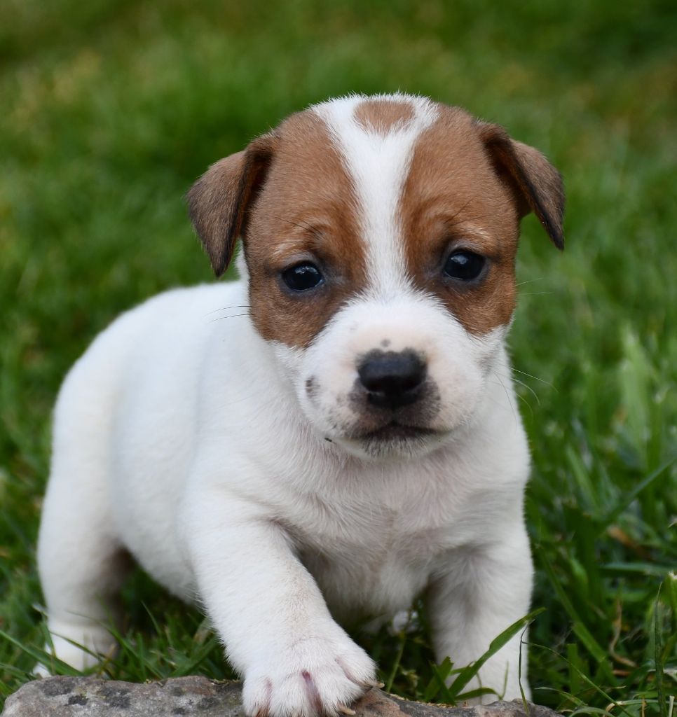 du pont du riot d'Esnes - Chiots disponibles - Jack Russell Terrier