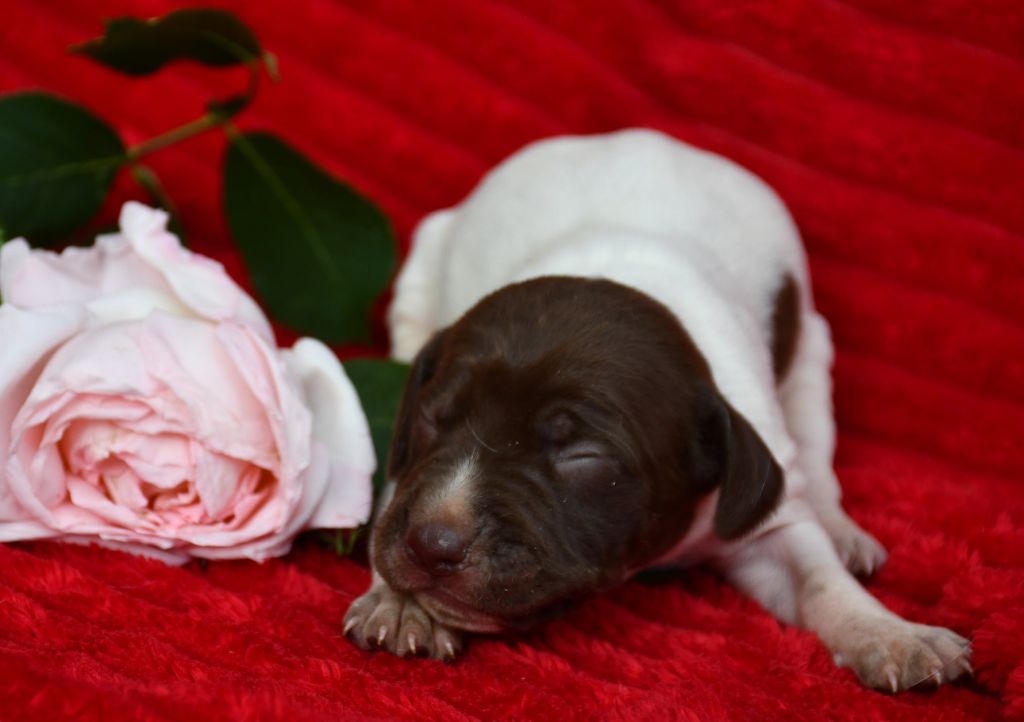 du pont du riot d'Esnes - Chiots disponibles - Braque français, type Pyrenees (petite taille)