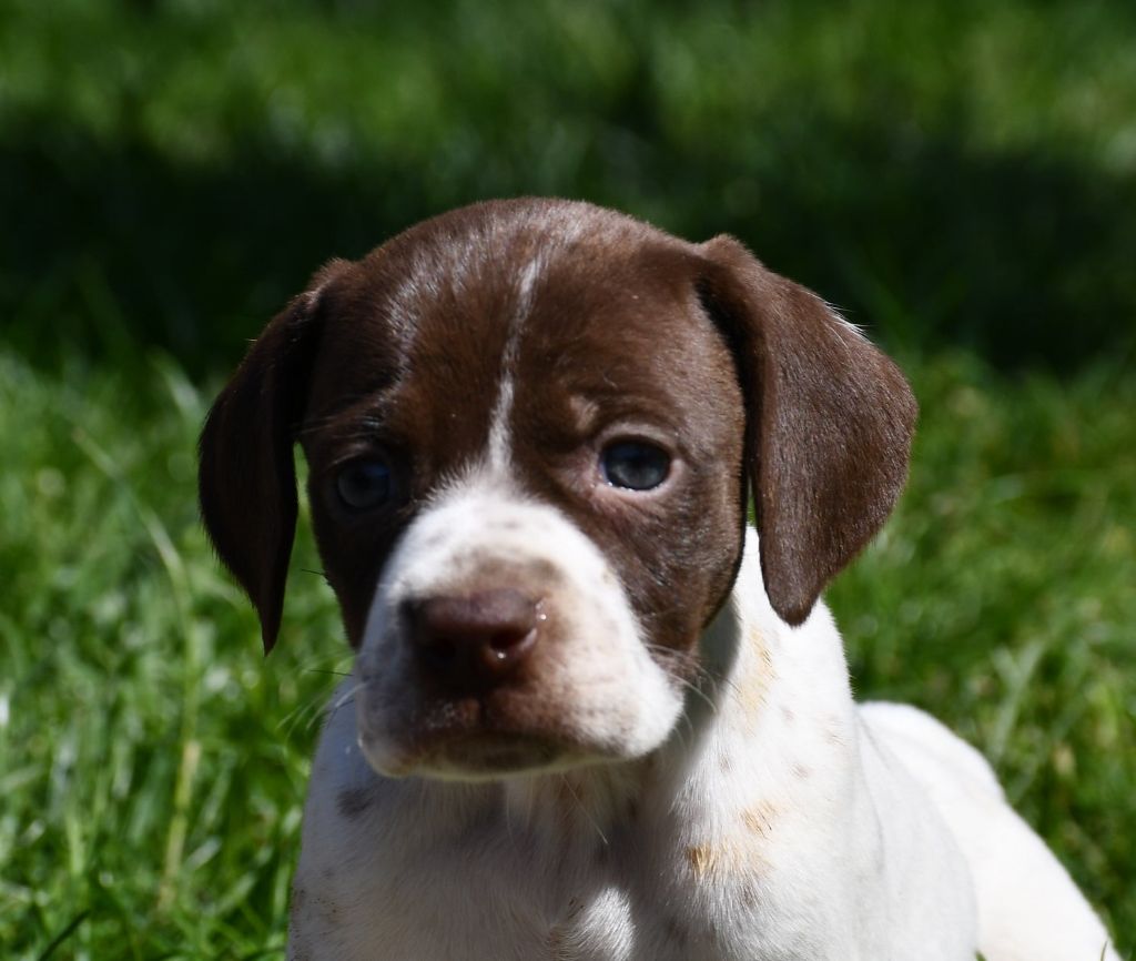 du pont du riot d'Esnes - Chiots disponibles - Braque français, type Pyrenees (petite taille)
