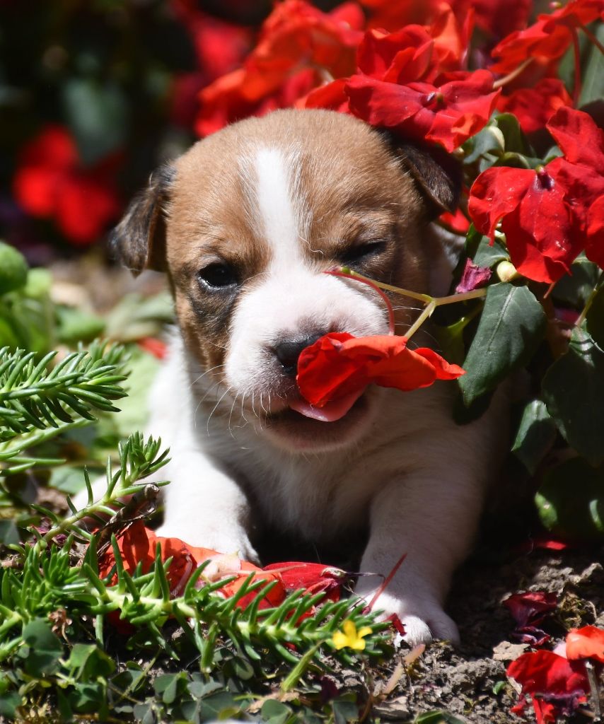 du pont du riot d'Esnes - Chiots disponibles - Jack Russell Terrier