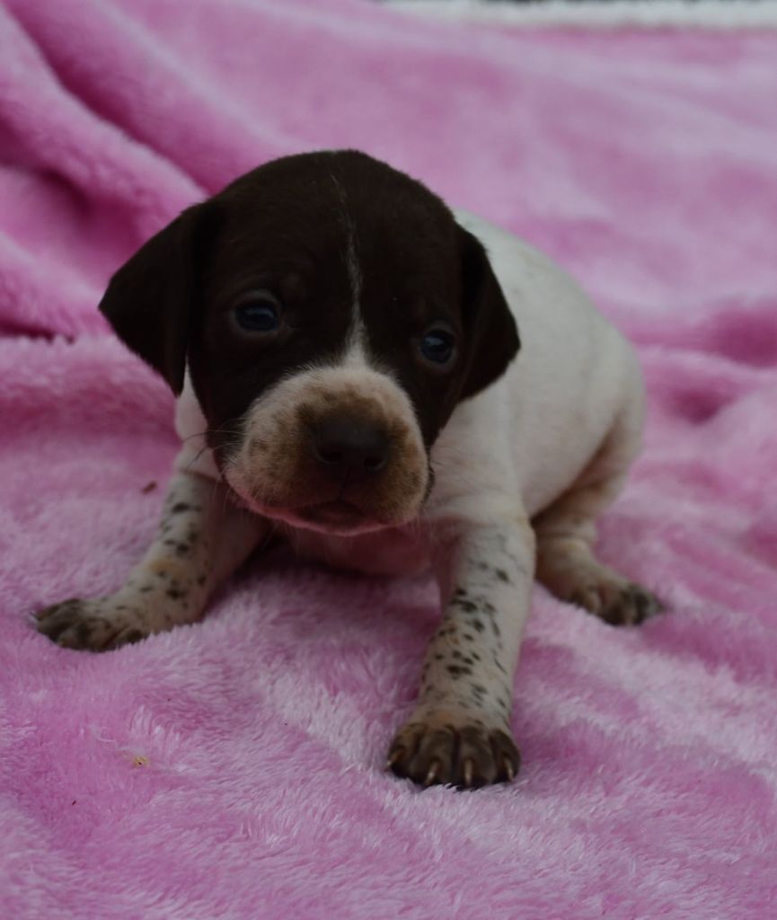 du pont du riot d'Esnes - Chiots disponibles - Braque français, type Pyrenees (petite taille)