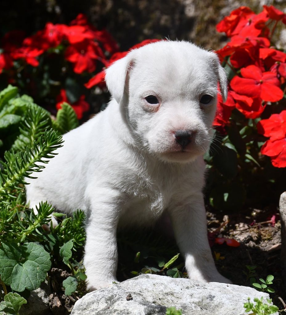 du pont du riot d'Esnes - Chiots disponibles - Parson Russell Terrier