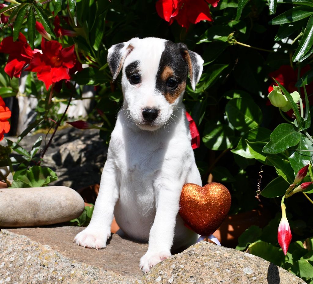 du pont du riot d'Esnes - Chiots disponibles - Parson Russell Terrier