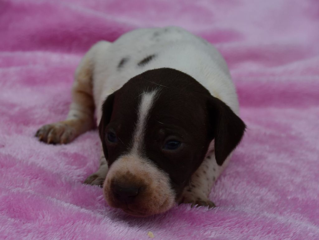 du pont du riot d'Esnes - Chiots disponibles - Braque français, type Pyrenees (petite taille)