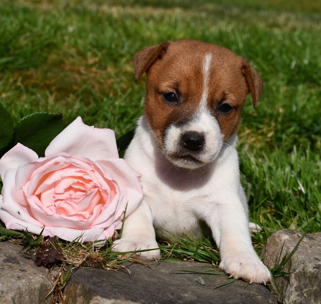 du pont du riot d'Esnes - Chiots disponibles - Jack Russell Terrier