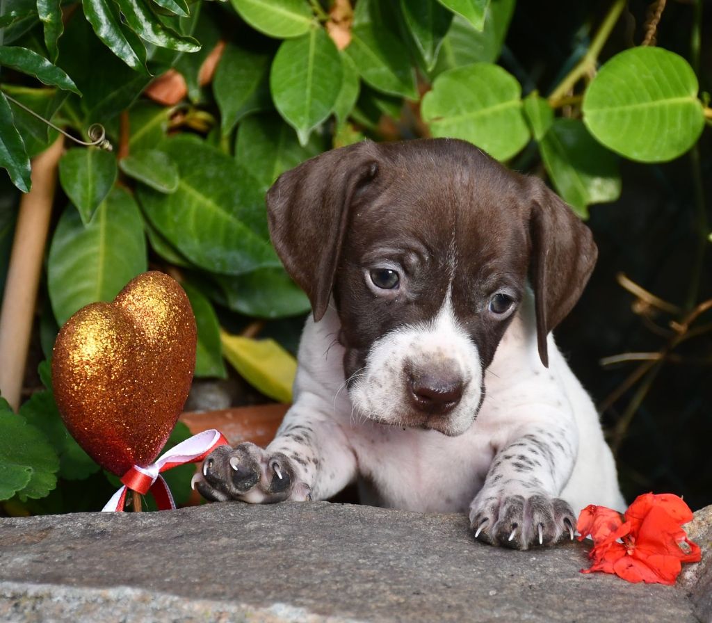 du pont du riot d'Esnes - Chiots disponibles - Braque français, type Pyrenees (petite taille)