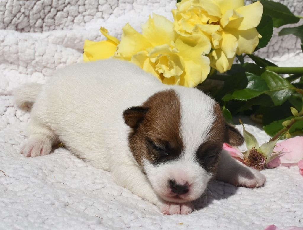du pont du riot d'Esnes - Chiots disponibles - Jack Russell Terrier