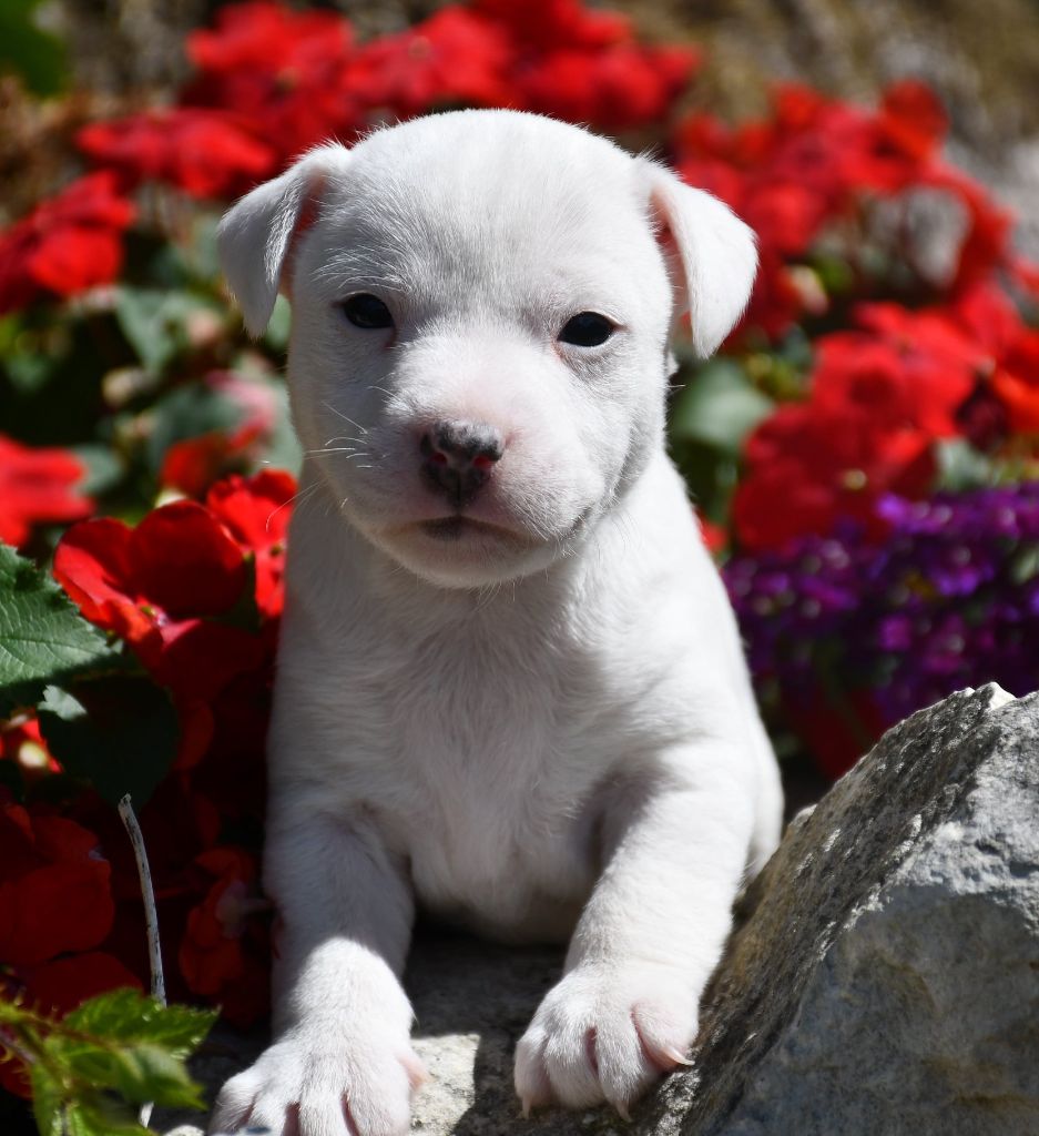 du pont du riot d'Esnes - Chiots disponibles - Parson Russell Terrier