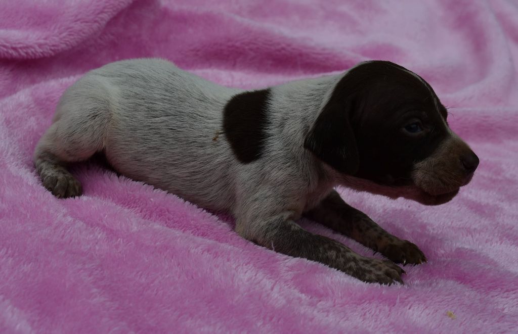 du pont du riot d'Esnes - Chiots disponibles - Braque français, type Pyrenees (petite taille)