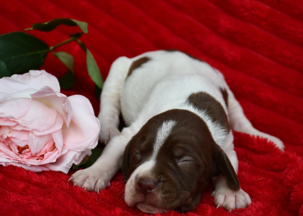 du pont du riot d'Esnes - Chiots disponibles - Braque français, type Pyrenees (petite taille)