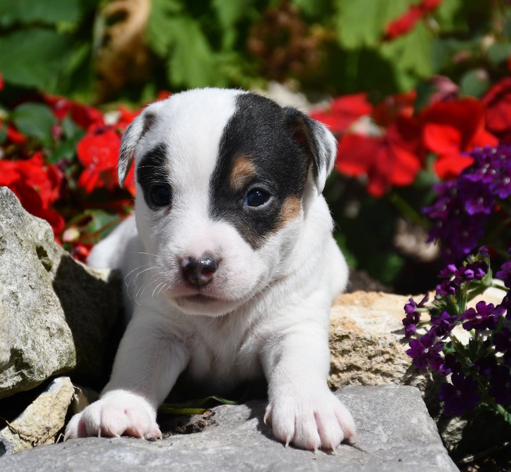 du pont du riot d'Esnes - Chiots disponibles - Parson Russell Terrier