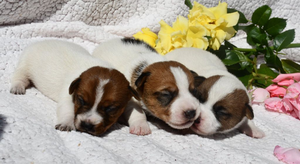 Chiot Jack Russell Terrier du pont du riot d'Esnes