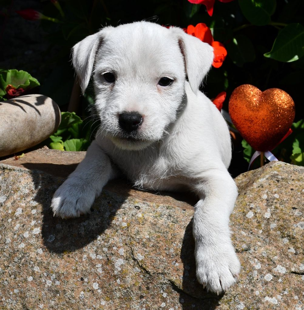 du pont du riot d'Esnes - Chiots disponibles - Parson Russell Terrier