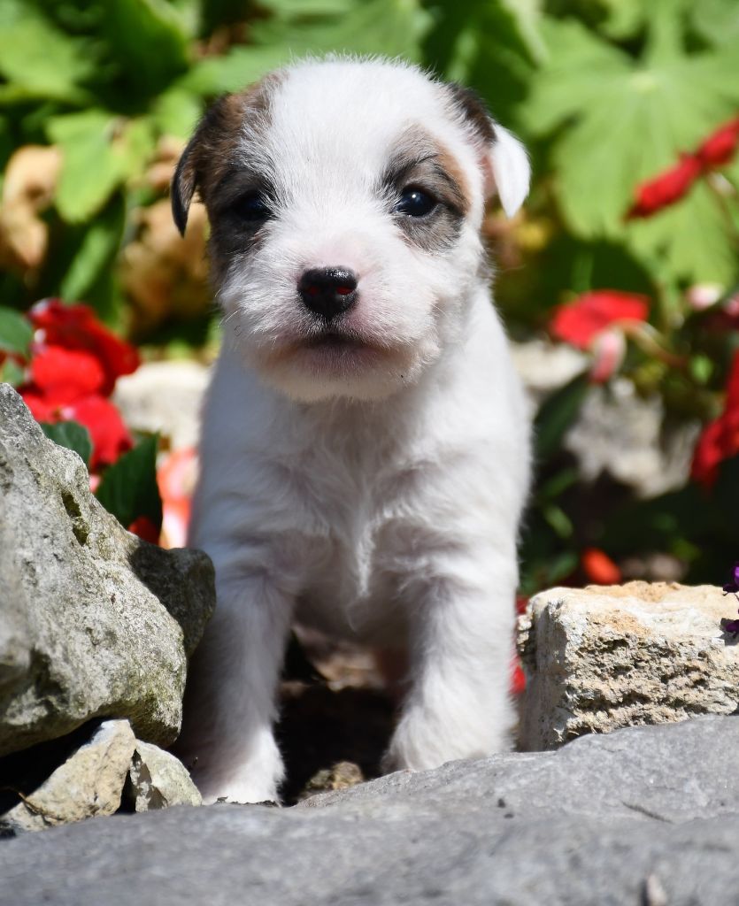 du pont du riot d'Esnes - Chiots disponibles - Parson Russell Terrier
