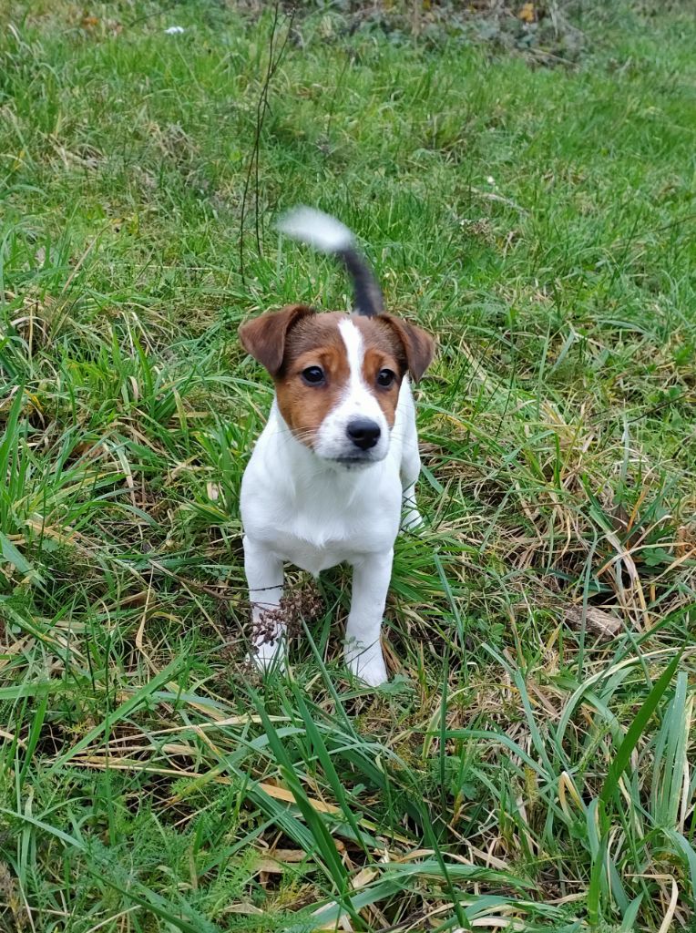 du pont du riot d'Esnes - Chiots disponibles - Jack Russell Terrier