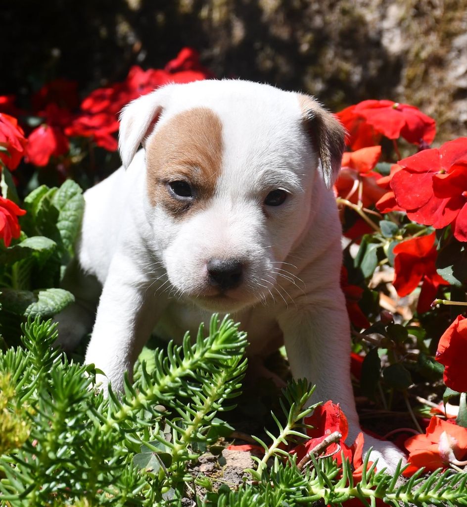 du pont du riot d'Esnes - Chiots disponibles - Parson Russell Terrier