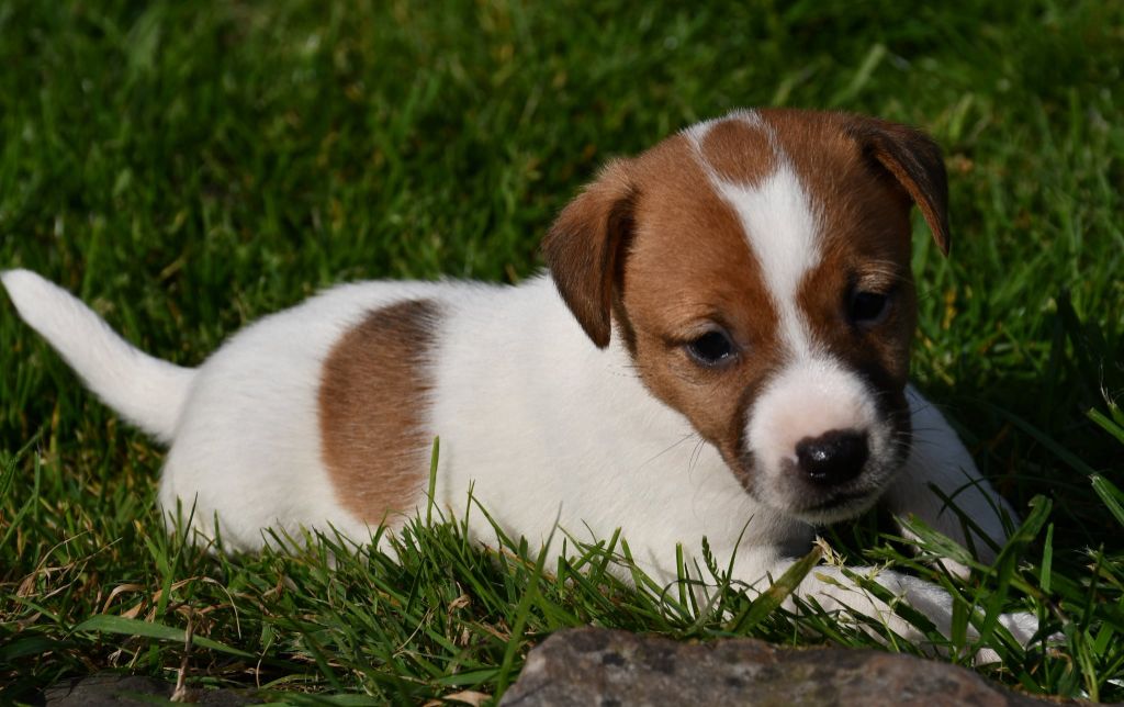 du pont du riot d'Esnes - Chiots disponibles - Jack Russell Terrier