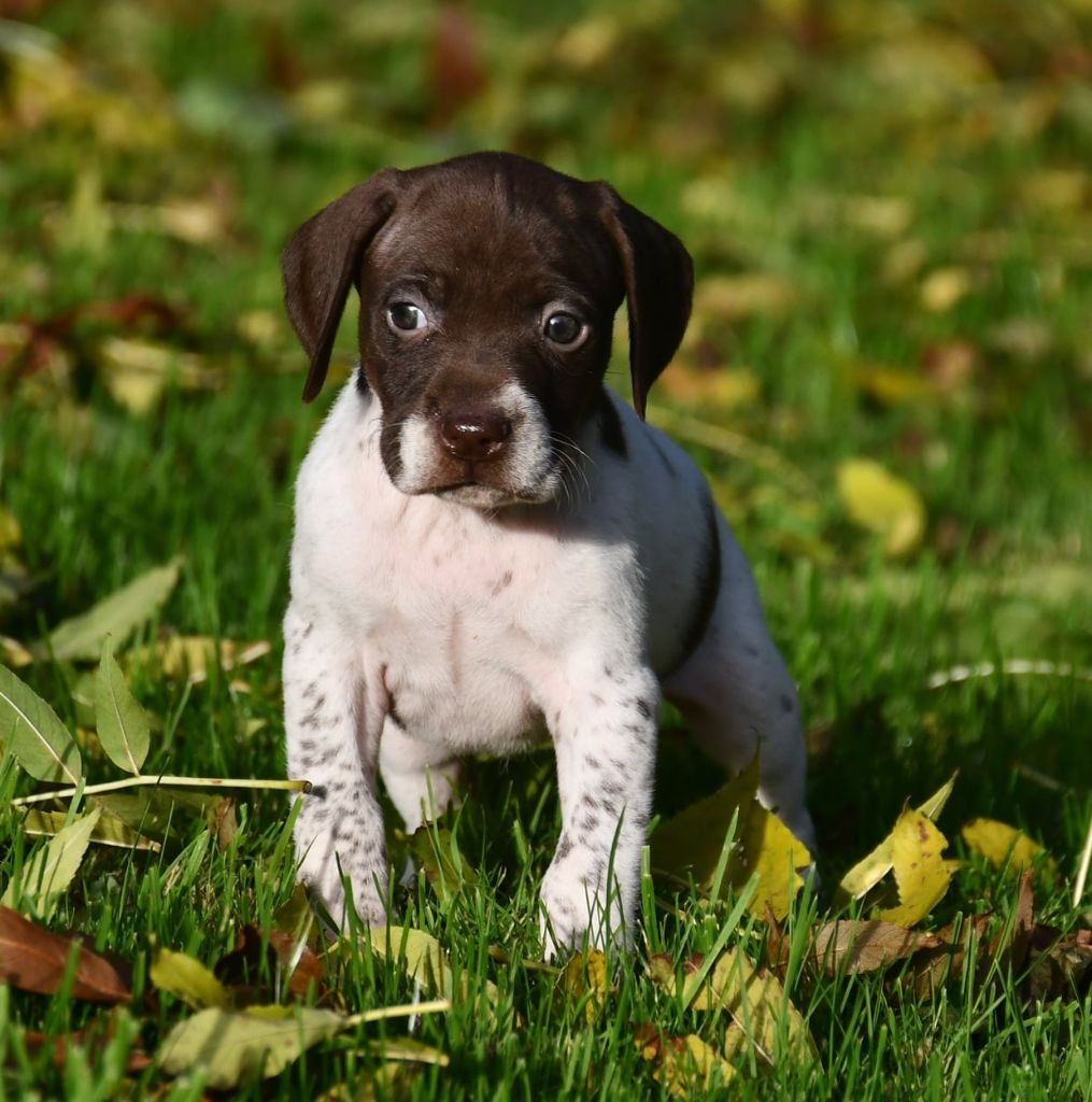 du pont du riot d'Esnes - Chiots disponibles - Braque français, type Pyrenees (petite taille)