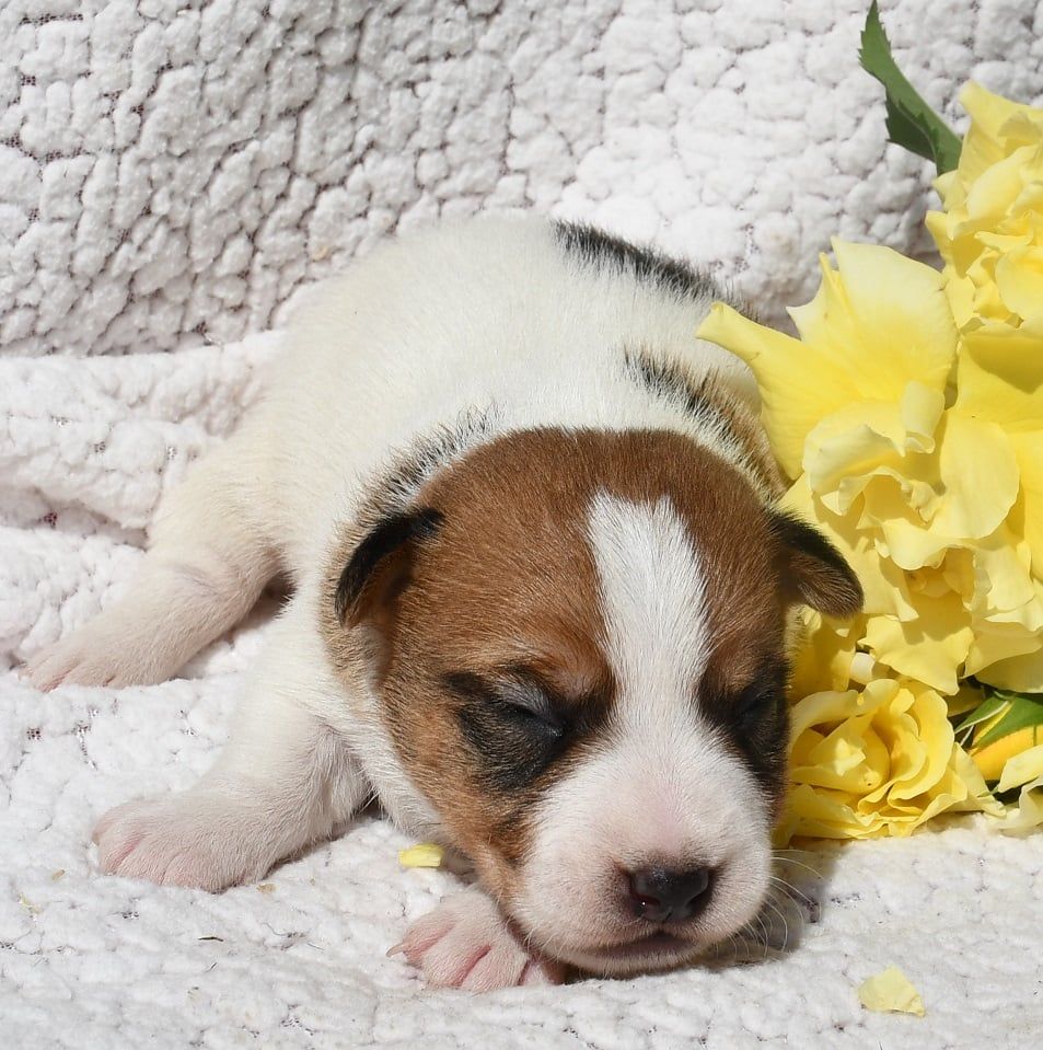 du pont du riot d'Esnes - Chiots disponibles - Jack Russell Terrier