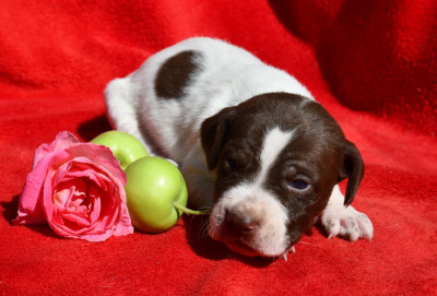 CHIOT 2