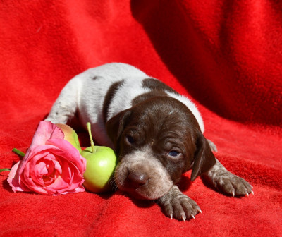 CHIOT 1
