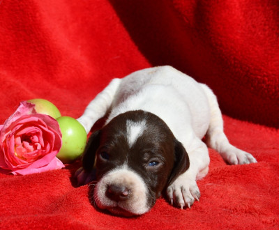 CHIOT 3