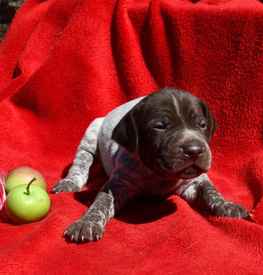 CHIOT 5