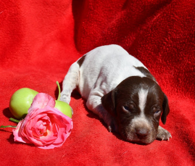 CHIOT 7