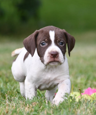 CHIOT 2