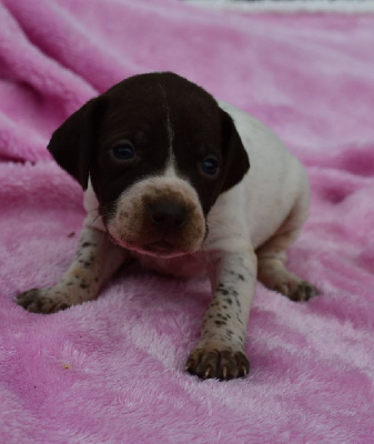 CHIOT 4