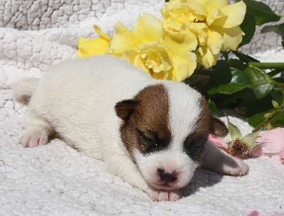CHIOT 1