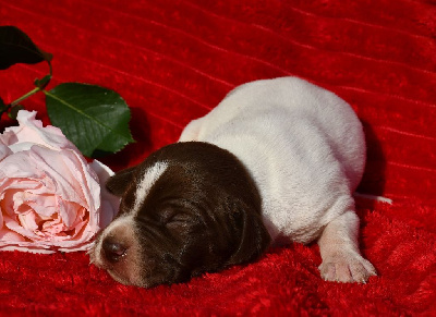CHIOT 1