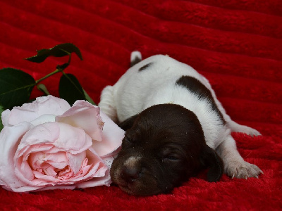 CHIOT 5