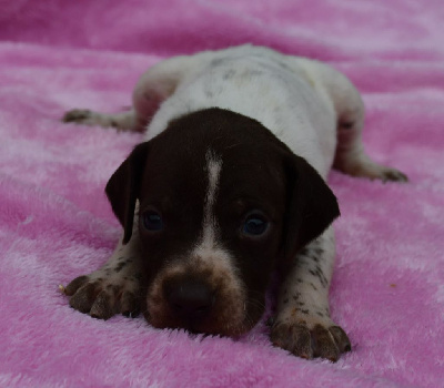 CHIOT 5