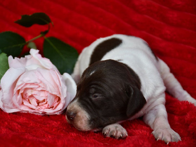 CHIOT 2