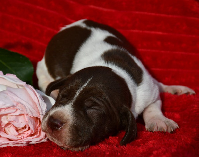 CHIOT 3