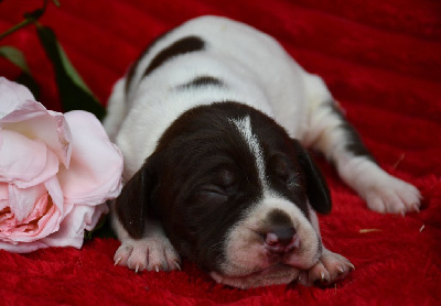 CHIOT 7