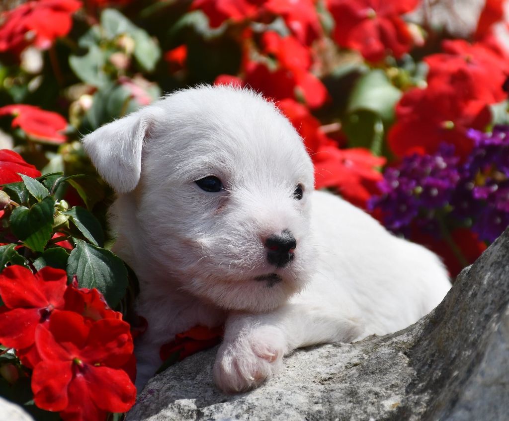du pont du riot d'Esnes - Chiots disponibles - Parson Russell Terrier