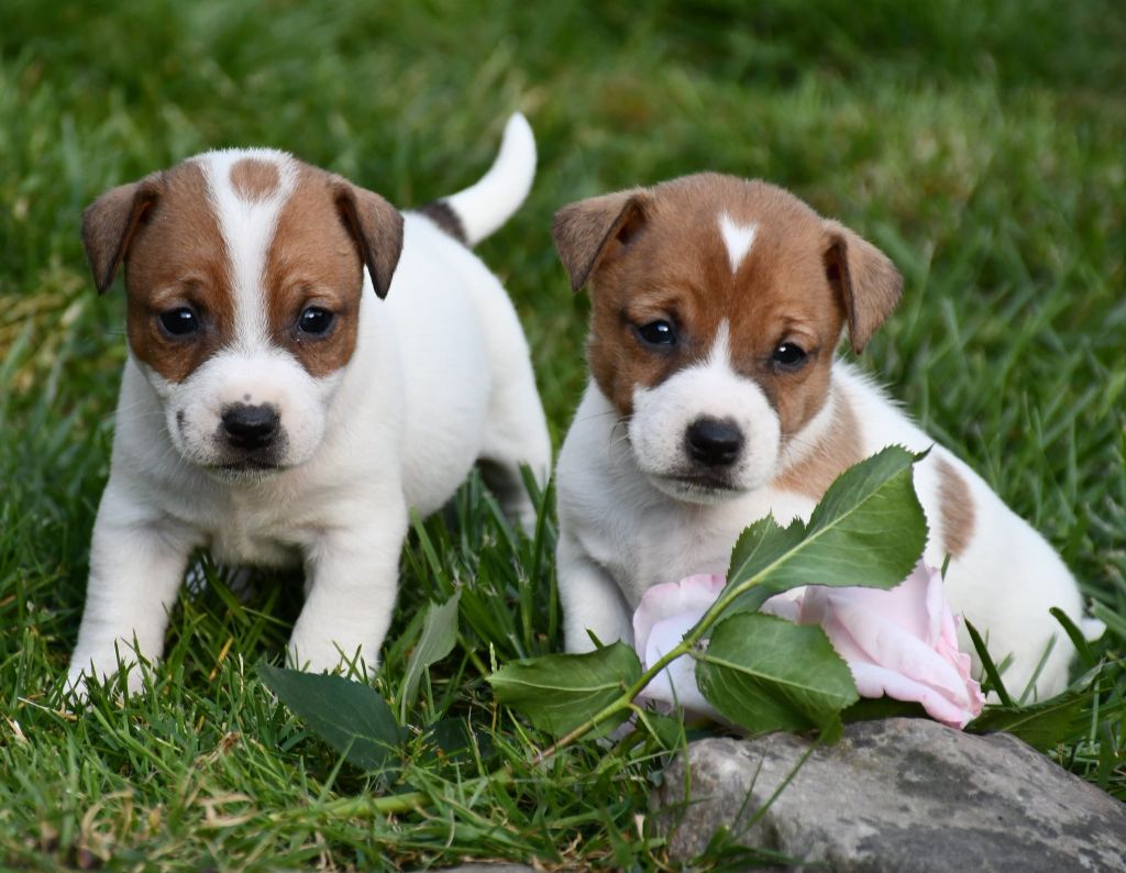 Chiot Jack Russell Terrier du pont du riot d'Esnes