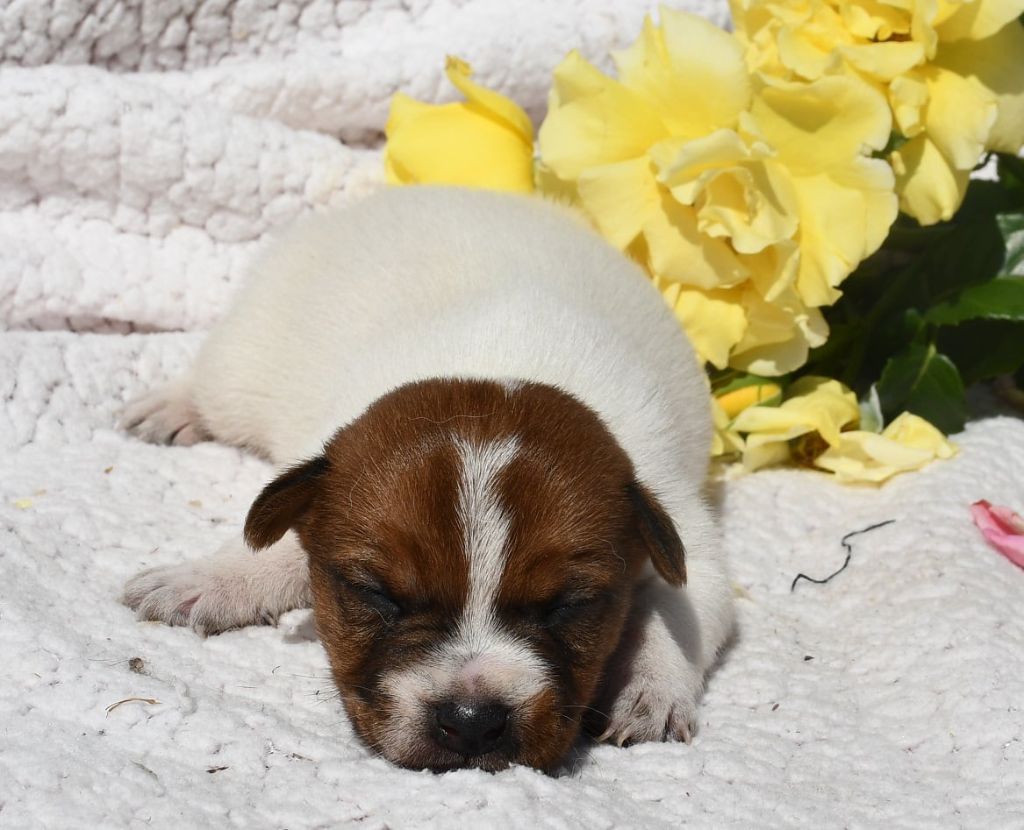du pont du riot d'Esnes - Chiots disponibles - Jack Russell Terrier