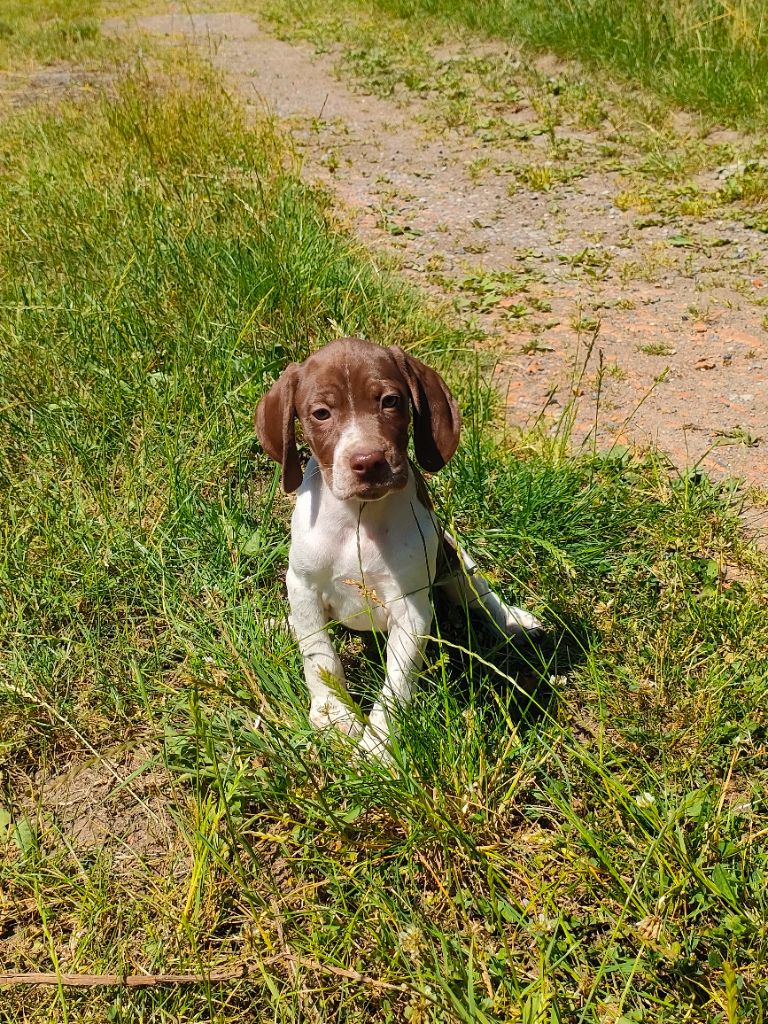 du pont du riot d'Esnes - Chiots disponibles - Braque français, type Pyrenees (petite taille)