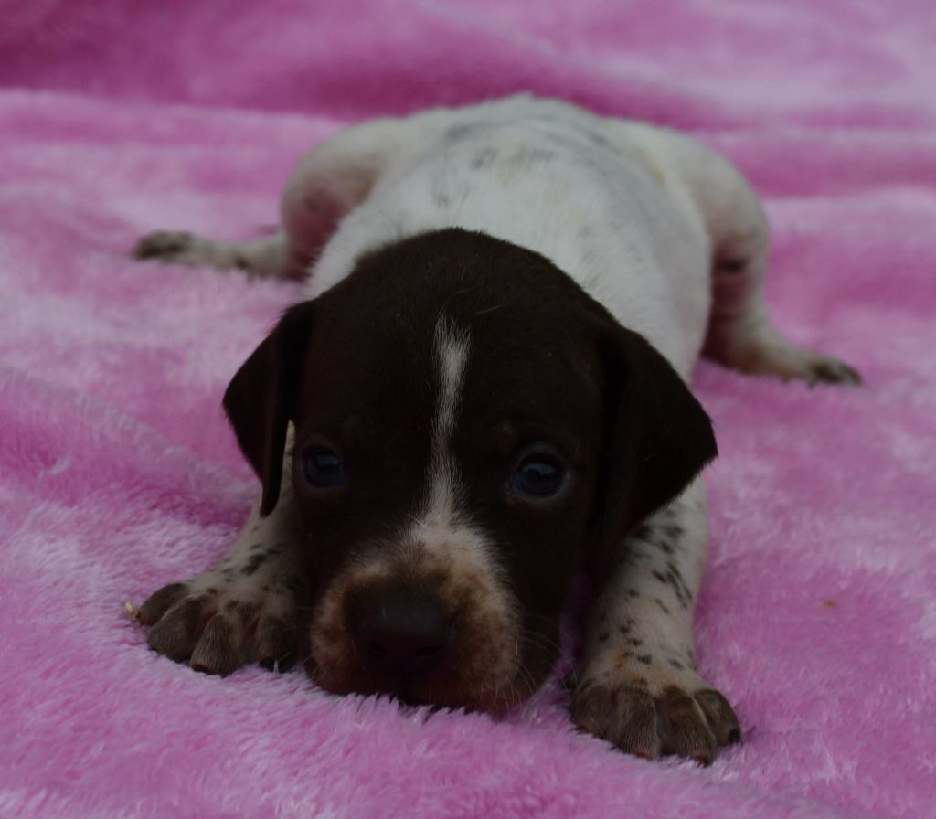 du pont du riot d'Esnes - Chiots disponibles - Braque français, type Pyrenees (petite taille)