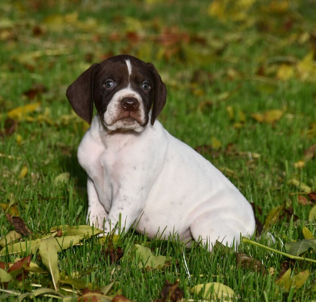 du pont du riot d'Esnes - Chiots disponibles - Braque français, type Pyrenees (petite taille)