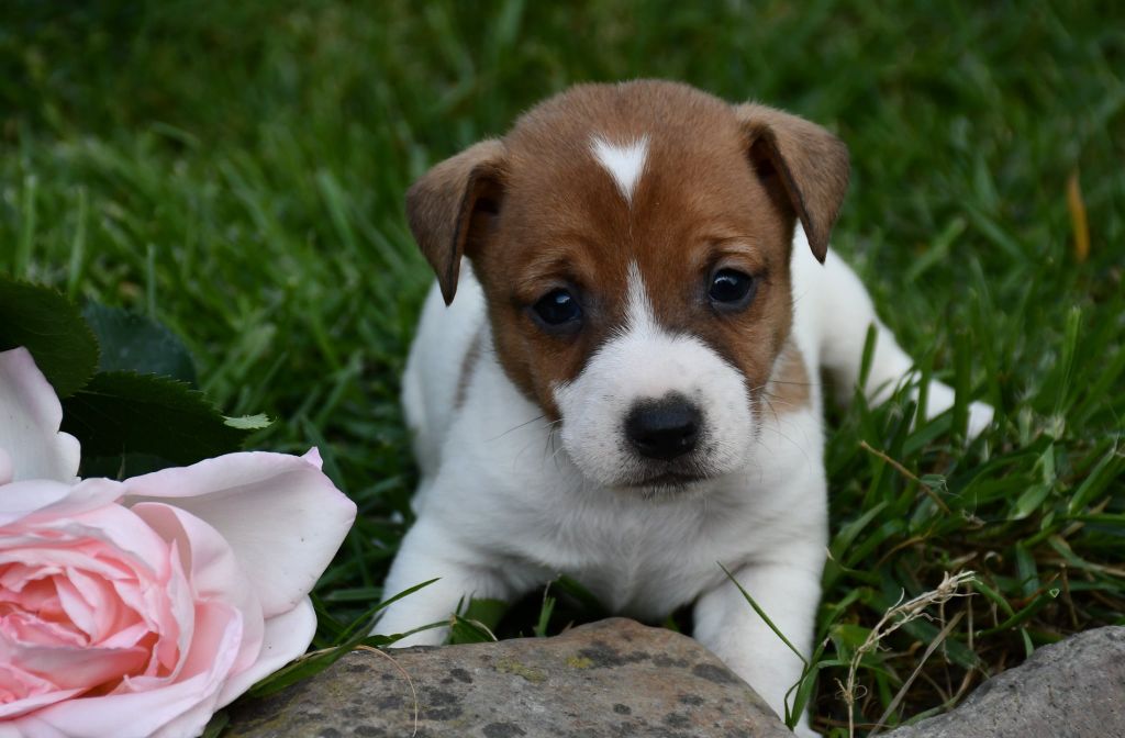 du pont du riot d'Esnes - Chiots disponibles - Jack Russell Terrier