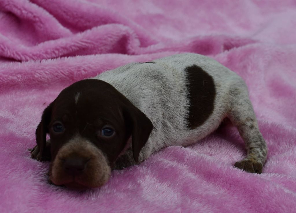 du pont du riot d'Esnes - Chiots disponibles - Braque français, type Pyrenees (petite taille)