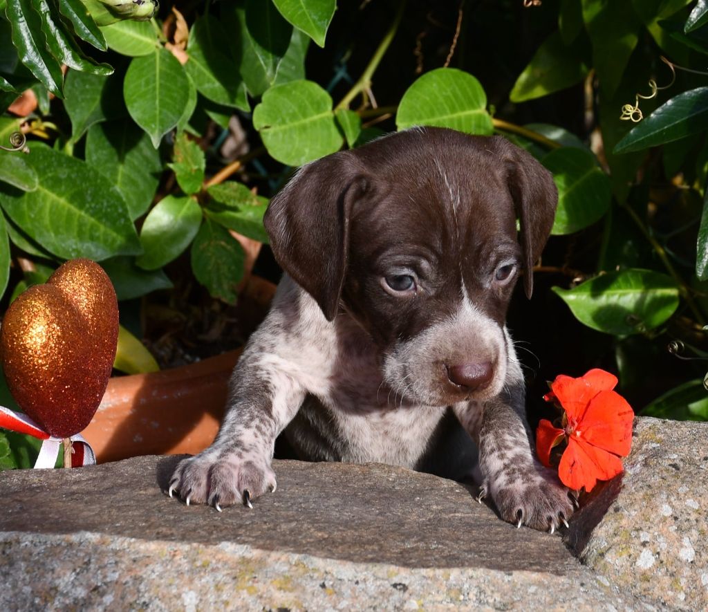 du pont du riot d'Esnes - Chiots disponibles - Braque français, type Pyrenees (petite taille)