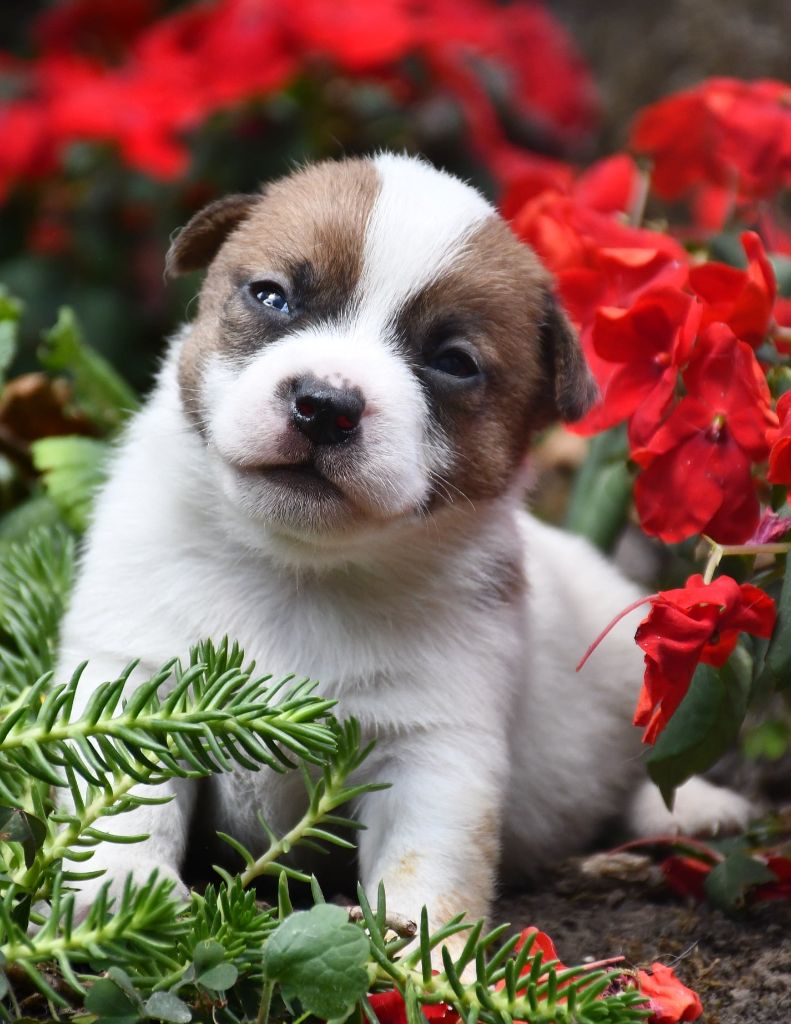 du pont du riot d'Esnes - Chiots disponibles - Jack Russell Terrier