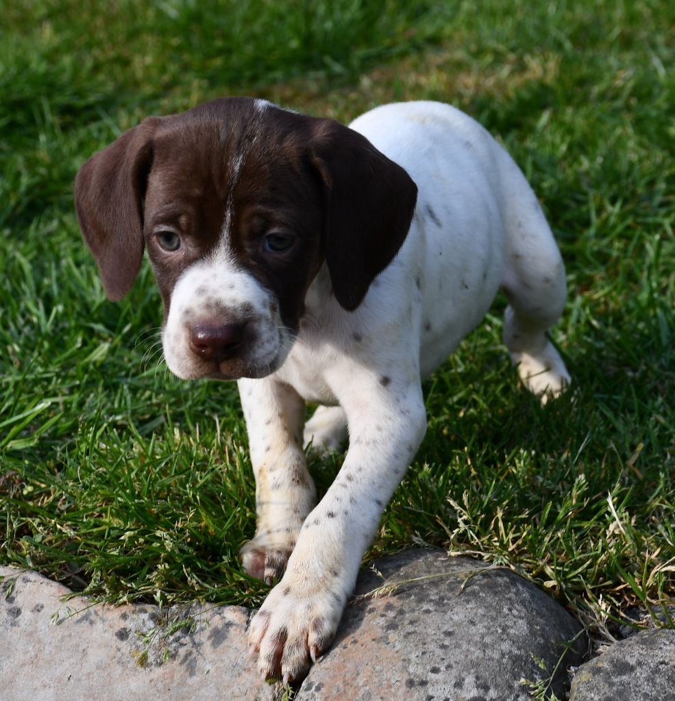 du pont du riot d'Esnes - Chiots disponibles - Braque français, type Pyrenees (petite taille)